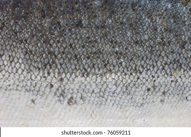 9,001 Silver Fish Skin Images, Stock Photos & Vectors | Shutterstock