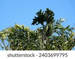 Fishtail palm bloom in Florida - blue sky background