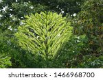 Fishtail palm or Caryota mitis