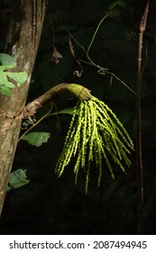  Fishtail Palm Fruit (Caryota Mitis) In Cát Tiên National Park