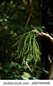  Fishtail Palm Fruit (Caryota Mitis) In Cát Tiên National Park