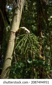  Fishtail Palm Fruit (Caryota Mitis) In Cát Tiên National Park