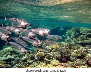 Fish-type Bone Fish Osteichthyes Mackerel (Scombridae). South Asian Mackerel.