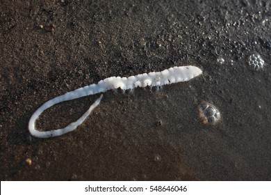 Fishy parasite tapeworm on the lake shore