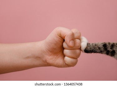 Fist Hand And Cat Paw On Pink Background Standoff Of Animals And People