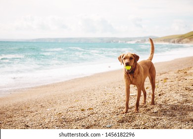 A fit and healthy labrador retriever dog standing on a deserted Cornish beach where dogs are allowed playing with a ball and a coffee space - Powered by Shutterstock