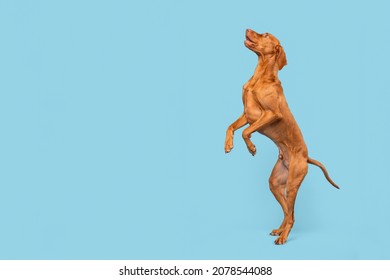 Fit And Healthy Male Vizsla Dog Jumping In The Air. Dog Jumping Studio Shot Isolated Over Pastel Blue Background.