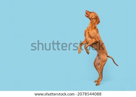Fit and healthy male vizsla dog jumping in the air. Dog jumping studio shot isolated over pastel blue background.