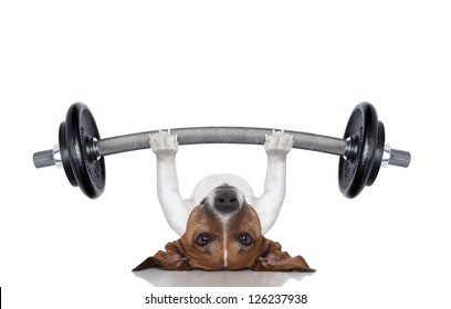 fitness dog lifting a heavy big dumbbell