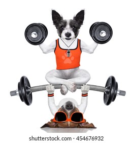 fitness jack russell dog lifting a heavy big dumbbell, as personal trainer , isolated on white background