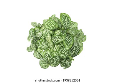 Fittonia Albivenis Plant Isolated Top View