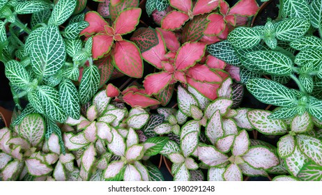 Fittonia Argyroneura High Res Stock Images Shutterstock