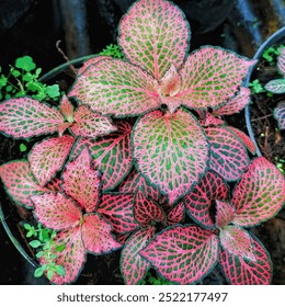 Fittonia houseplant with bright green veined pink leaves in a pot. - Powered by Shutterstock