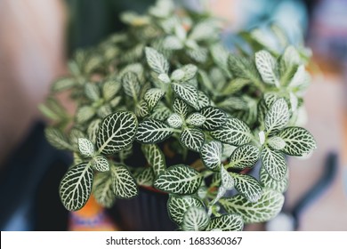 Fittonia Nerve Plant Leave Patterns Houseplant