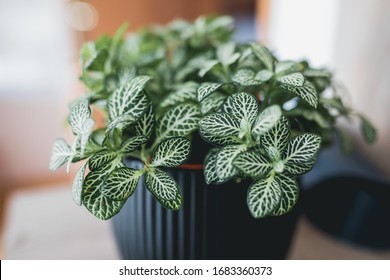 Fittonia Nerve Plant Leave Patterns Houseplant