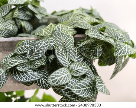 Fittonia (nerve plant or mosaic plant) is a genus of evergreen perennial flowering plants in the acanthus family, Acanthaceae. The genus is native to tropical and subtropical forested areas. 