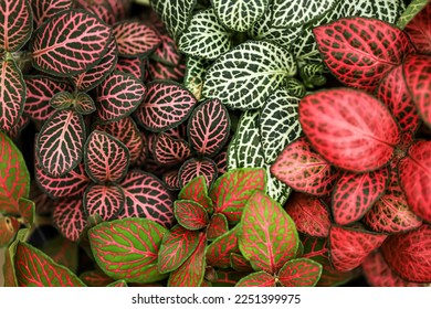 Fittonia (nerve plant) are spreading evergreen perennials growing 10–15 cm (4–6 in) tall. Macro photo of fittonia, top view - Powered by Shutterstock