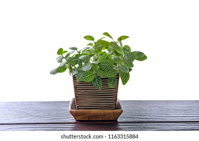 Fittonia Pembe Yaprakli Fitonya Fiyatlari Ve Ozellikleri