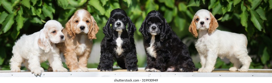 Five Adorable American Cocker Spaniel Puppies