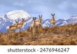 Five alert pronghorn bucks on a hilltop in the soft morning light with grey clouds and the snow covered Rocky Mountains in the background 