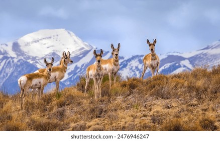 Five alert pronghorn bucks on a hilltop in the soft morning light with grey clouds and the snow covered Rocky Mountains in the background
