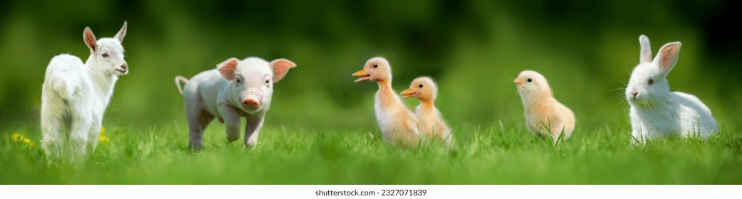 Five baby farm animals in green summer grass