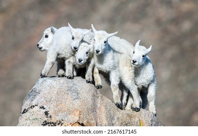 Five baby goats on a rock. Five baby goats. White baby goats group. Group photo of baby goats