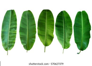 Five Banana Leaf Isolated On White