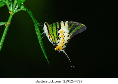 Five Bar Swordtail - Graphium antiphates, a beautifully coloured butterfly from the dry hilly forests of the Menoreh landscape, Indonesia.
