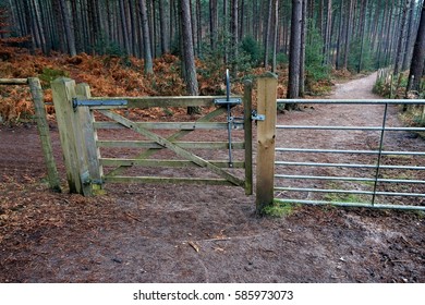 Five Bar wooden gate with lever mechanism in a pine forest, leading to a path or trail