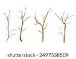 Five bare tree branches isolated on a black background. Winter, autumn, nature, spooky, halloween, death, season, forest, tree, wood, branch, dry, isolated, dark,texture, pattern, background.