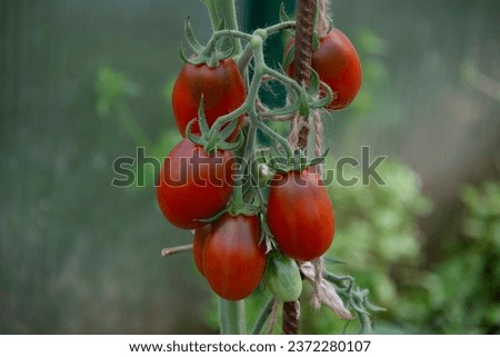 Similar – Tomate gesund Gewächshaus