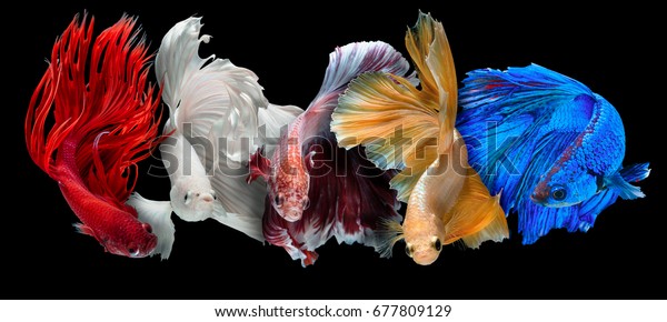 Five Betta fish, siamese\
fighting fish isolated on black background beautiful movement macro\
photo