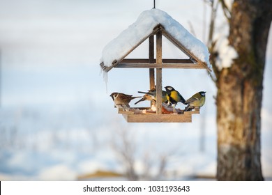 Five Birds In The Snowy Winter Bird Feeder Eating Pork Fat