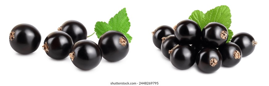Five black currant with leaf isolated on white background