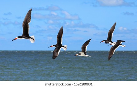 Five Black Skimmers Flying In A Row, High Above The Gulf Of Mexico. 