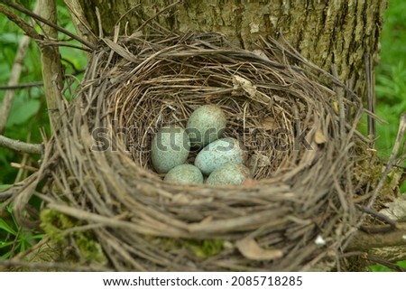 five blue bird eggs with black spots in a blackbird's nest.  bird's nest of dry grass.  bird population