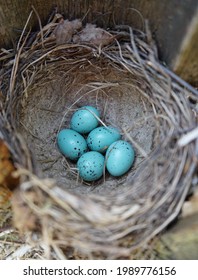 Five Blue Thrush Eggs In The Nest             