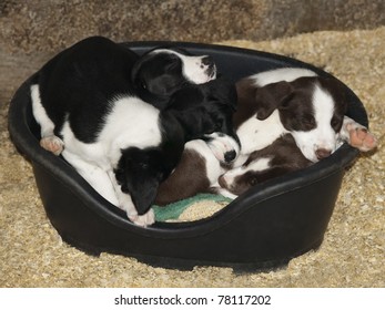 Five Border Collie Sheep Dog Puppies sleeping in a plastic basket on sawdust.