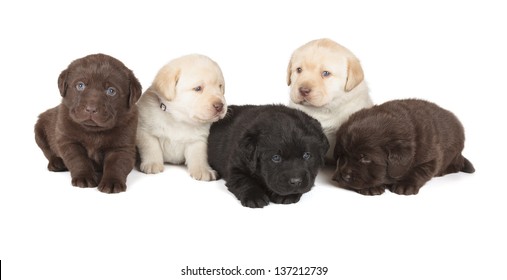 Five Chocolate, Yellow and Black Labrador Retriever Puppies (4 week old, isolated on white background)