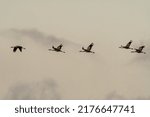 five cranes fly in the sky