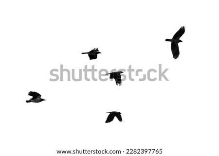 Five crows fly in bright sky, black silhouettes isolated on white background