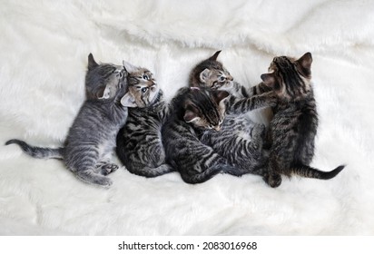 Five Cute Kittens Sleeping On White Fur Blanket. Flat Lay.