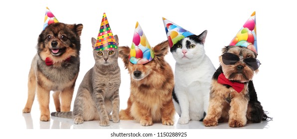 Five Cute Party Pets With Colorful Caps Standing And Sitting On White Background