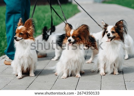 five cute red and white papillon dogs walking on leashes with owner in park with green grass in summer