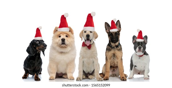 five cute santa claus puppies sitting together on white background