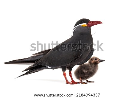 Five days old chick Inca tern and its mother, Larosterna inca, isolated on white