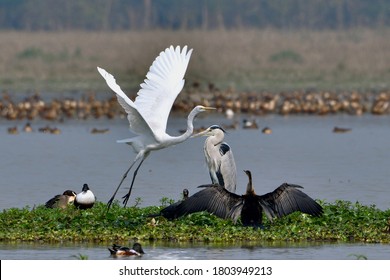 Five Different Bird Species In One Frame