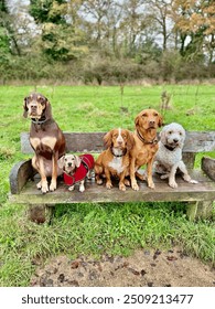 Five different dogs sit side by side on a park bench. Varying in size and appearance, their unique coats and playful expressions capture a charming scene of canine companionship.