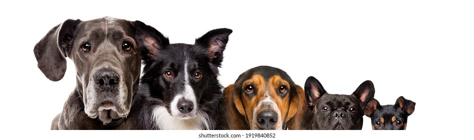 白い背景に5匹の異なるサイズの犬